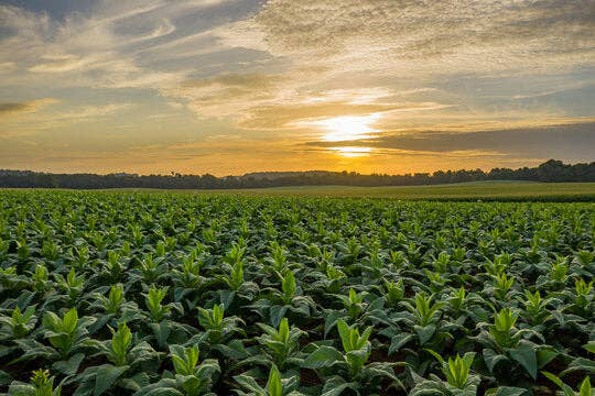Havana Fields