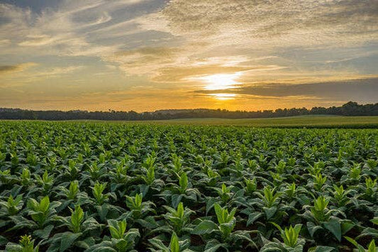 Havana Fields